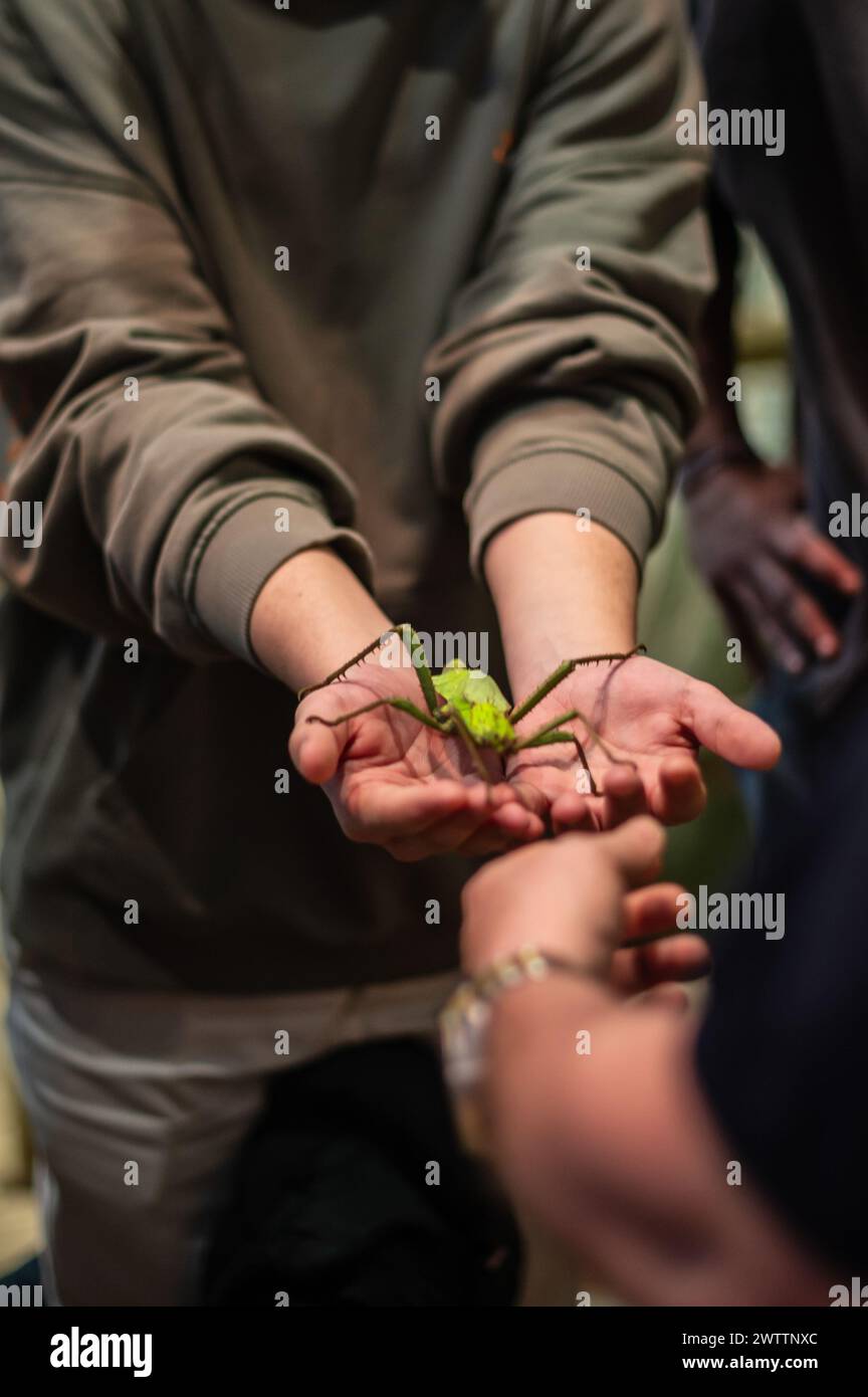 Laboratorio di artropodi tenuto dall'entomologo e divulgatore ambientale Sergi Romeu Valles all'acquario del fiume Saragozza, il più grande d'Europa Foto Stock