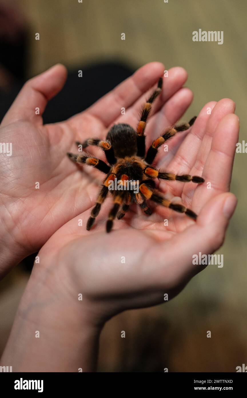 Laboratorio di artropodi tenuto dall'entomologo e divulgatore ambientale Sergi Romeu Valles all'acquario del fiume Saragozza, il più grande d'Europa Foto Stock