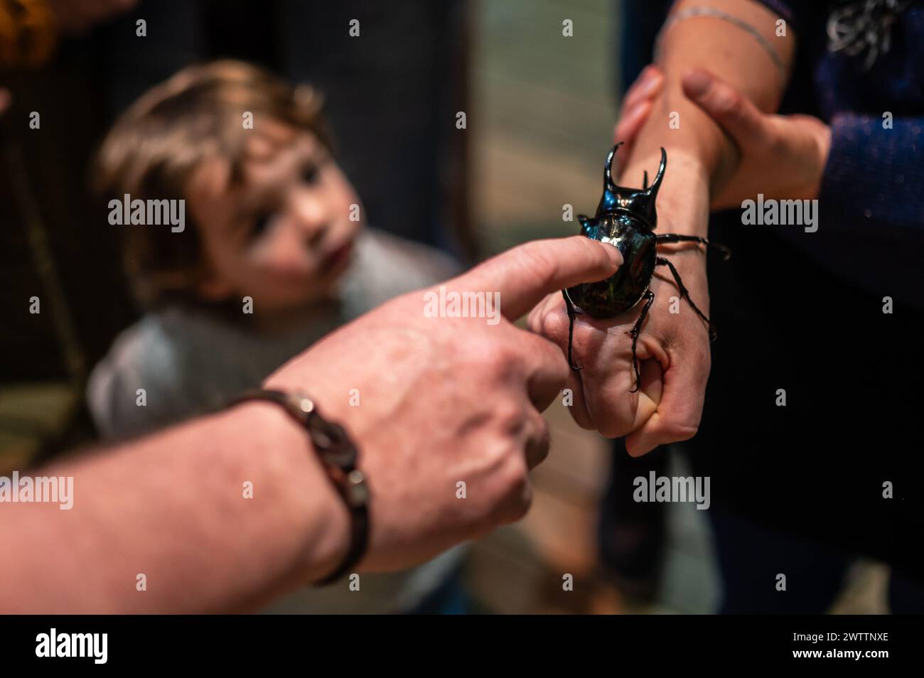 Scarabeo del rinoceronte bruno (Xylotrupes gideon) al Workshop degli artropodi tenuto dall'entomologo e divulgatore ambientale Sergi Romeu Valles at Foto Stock