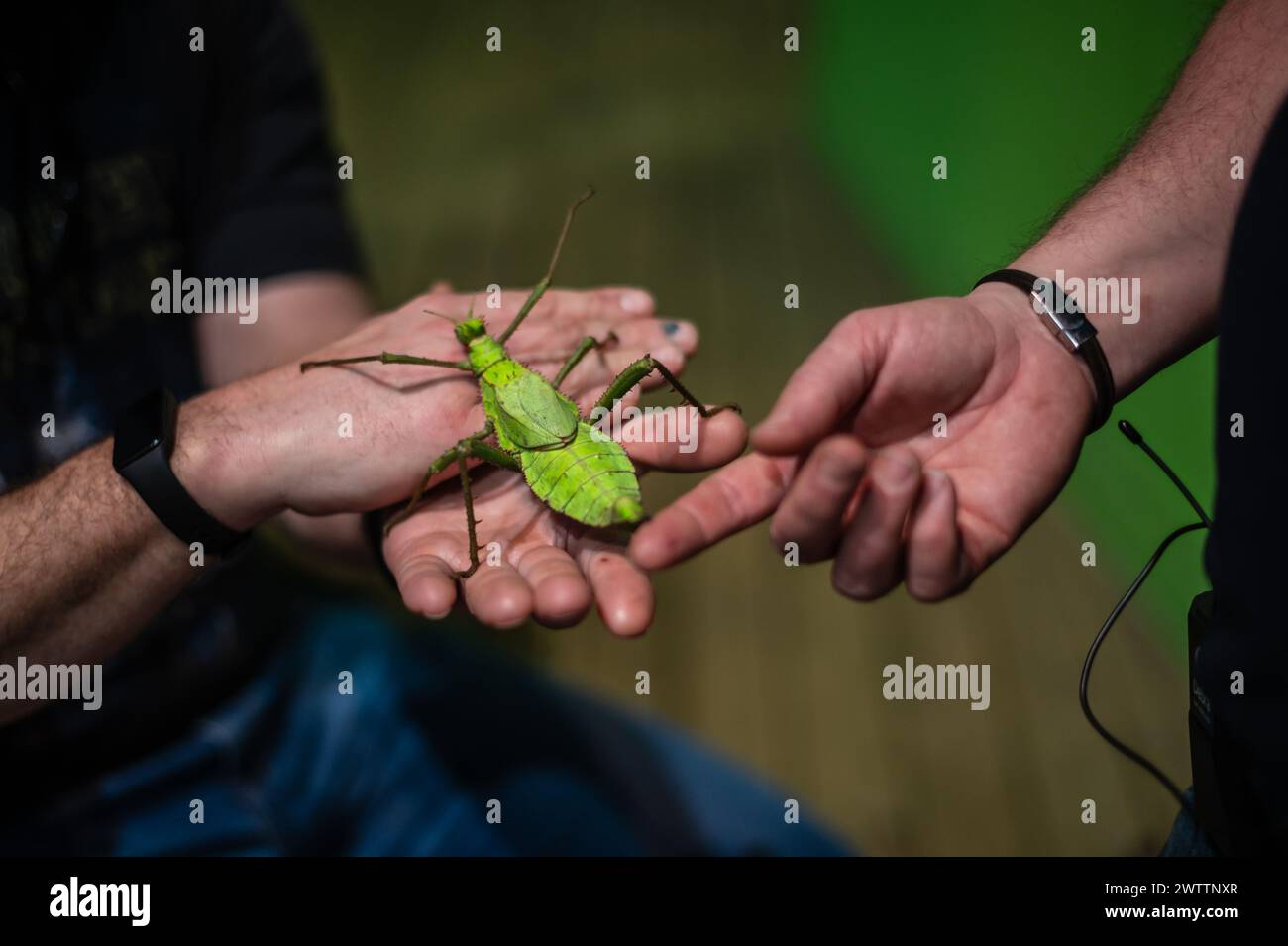 Laboratorio di artropodi tenuto dall'entomologo e divulgatore ambientale Sergi Romeu Valles all'acquario del fiume Saragozza, il più grande d'Europa Foto Stock