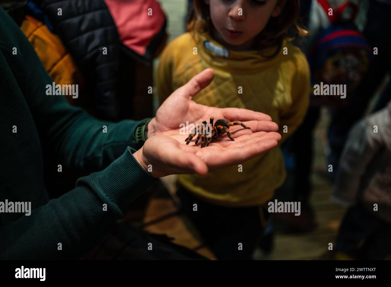 Laboratorio di artropodi tenuto dall'entomologo e divulgatore ambientale Sergi Romeu Valles all'acquario del fiume Saragozza, il più grande d'Europa Foto Stock