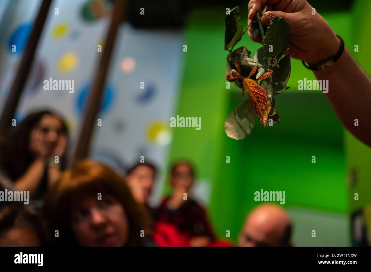 Laboratorio di artropodi tenuto dall'entomologo e divulgatore ambientale Sergi Romeu Valles all'acquario del fiume Saragozza, il più grande d'Europa Foto Stock