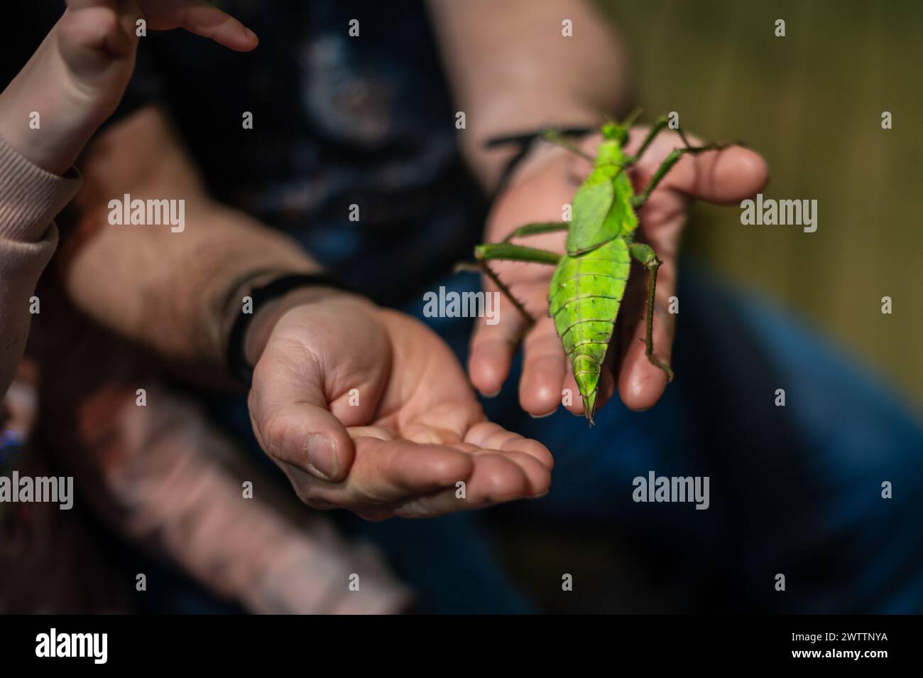 Laboratorio di artropodi tenuto dall'entomologo e divulgatore ambientale Sergi Romeu Valles all'acquario del fiume Saragozza, il più grande d'Europa Foto Stock