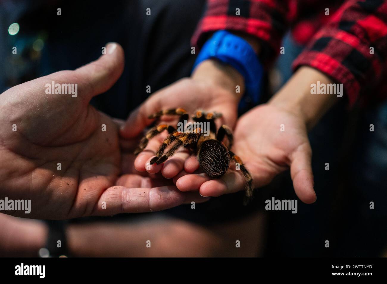 Laboratorio di artropodi tenuto dall'entomologo e divulgatore ambientale Sergi Romeu Valles all'acquario del fiume Saragozza, il più grande d'Europa Foto Stock