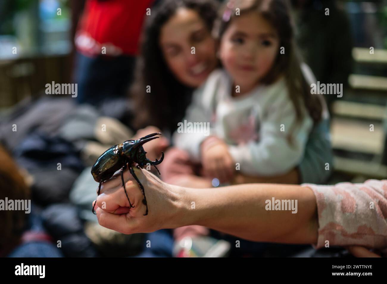 Scarabeo del rinoceronte bruno (Xylotrupes gideon) al Workshop degli artropodi tenuto dall'entomologo e divulgatore ambientale Sergi Romeu Valles at Foto Stock
