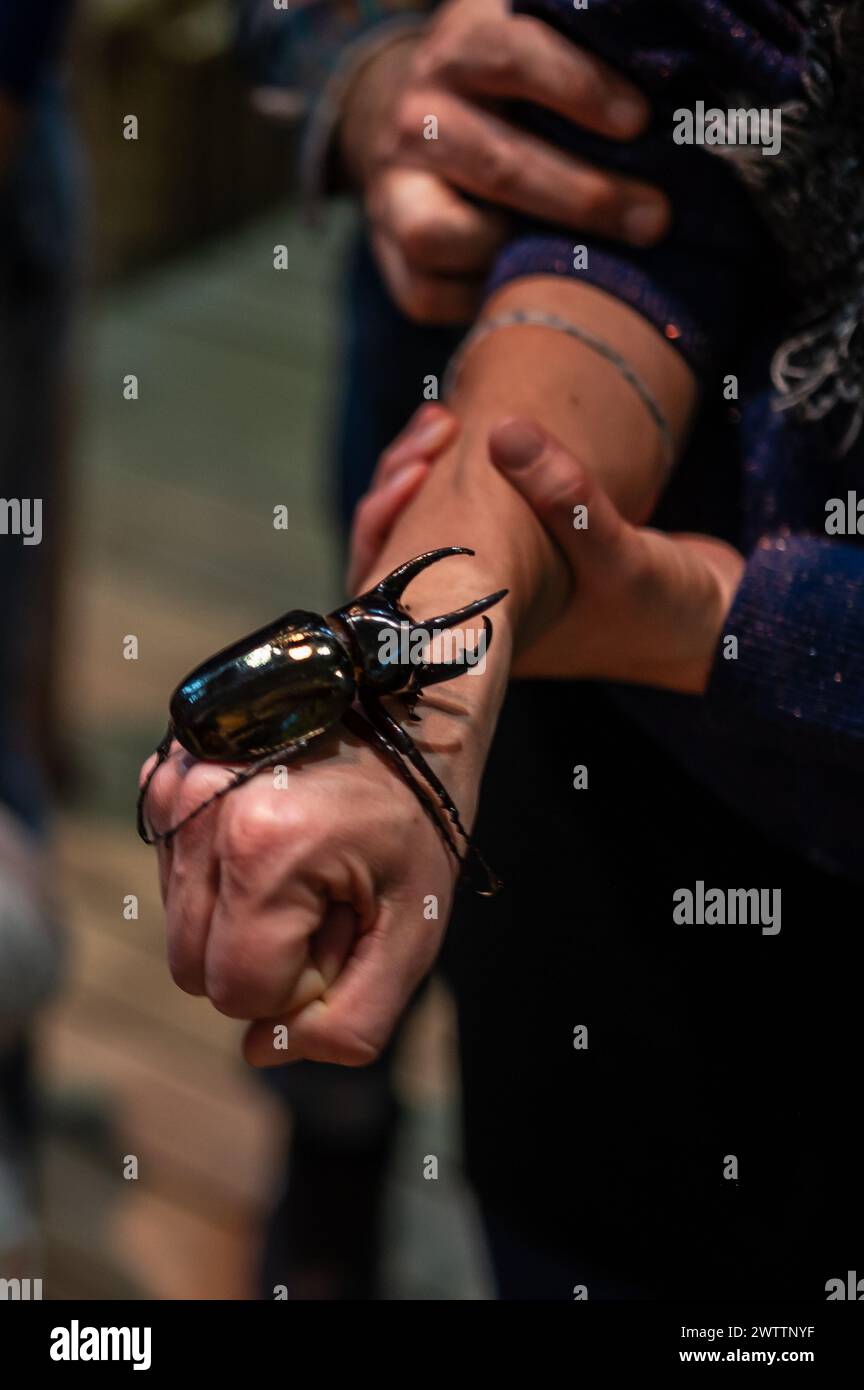Scarabeo del rinoceronte bruno (Xylotrupes gideon) al Workshop degli artropodi tenuto dall'entomologo e divulgatore ambientale Sergi Romeu Valles at Foto Stock
