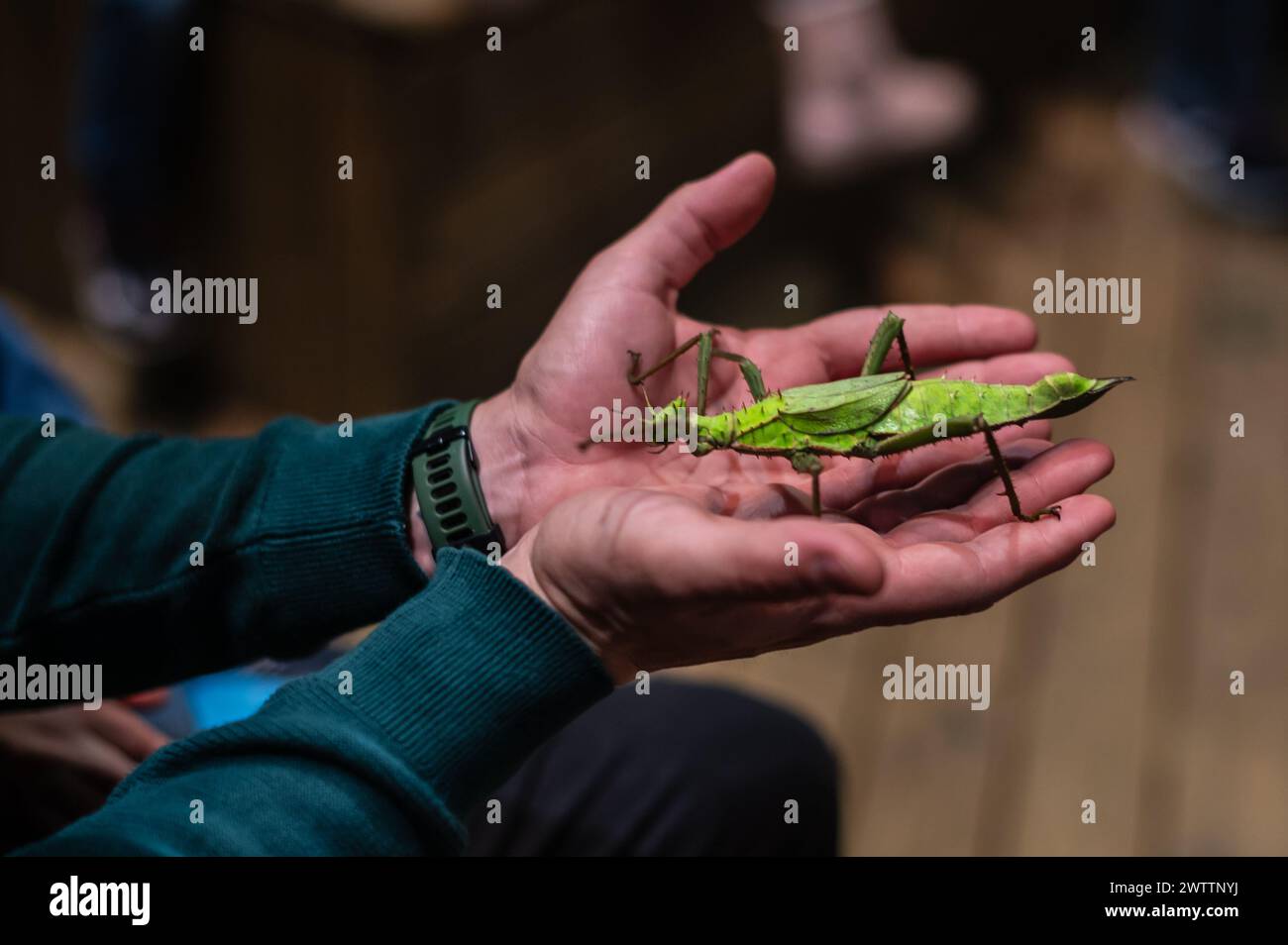 Laboratorio di artropodi tenuto dall'entomologo e divulgatore ambientale Sergi Romeu Valles all'acquario del fiume Saragozza, il più grande d'Europa Foto Stock