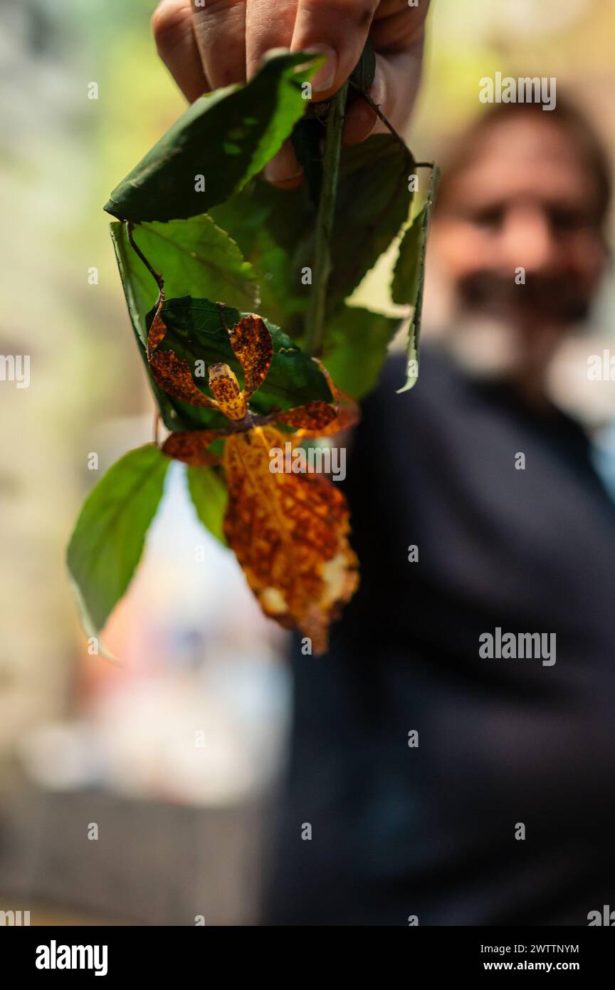 Laboratorio di artropodi tenuto dall'entomologo e divulgatore ambientale Sergi Romeu Valles all'acquario del fiume Saragozza, il più grande d'Europa Foto Stock