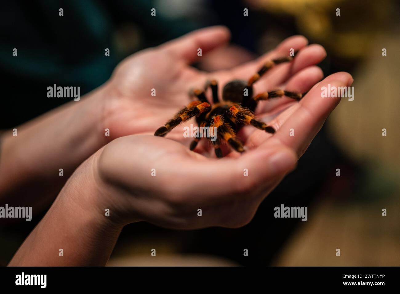Laboratorio di artropodi tenuto dall'entomologo e divulgatore ambientale Sergi Romeu Valles all'acquario del fiume Saragozza, il più grande d'Europa Foto Stock