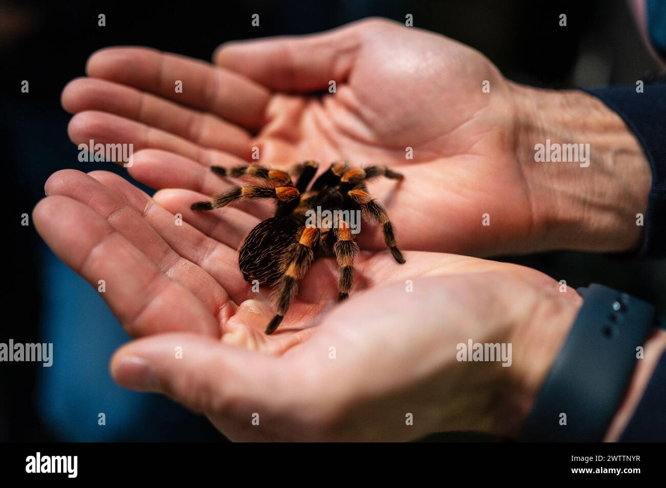 Laboratorio di artropodi tenuto dall'entomologo e divulgatore ambientale Sergi Romeu Valles all'acquario del fiume Saragozza, il più grande d'Europa Foto Stock