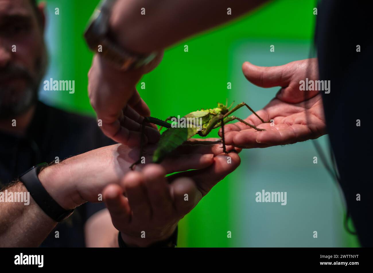 Laboratorio di artropodi tenuto dall'entomologo e divulgatore ambientale Sergi Romeu Valles all'acquario del fiume Saragozza, il più grande d'Europa Foto Stock