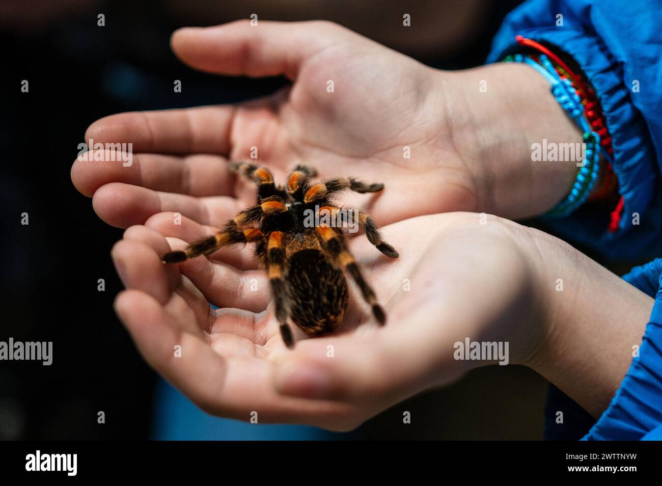Laboratorio di artropodi tenuto dall'entomologo e divulgatore ambientale Sergi Romeu Valles all'acquario del fiume Saragozza, il più grande d'Europa Foto Stock