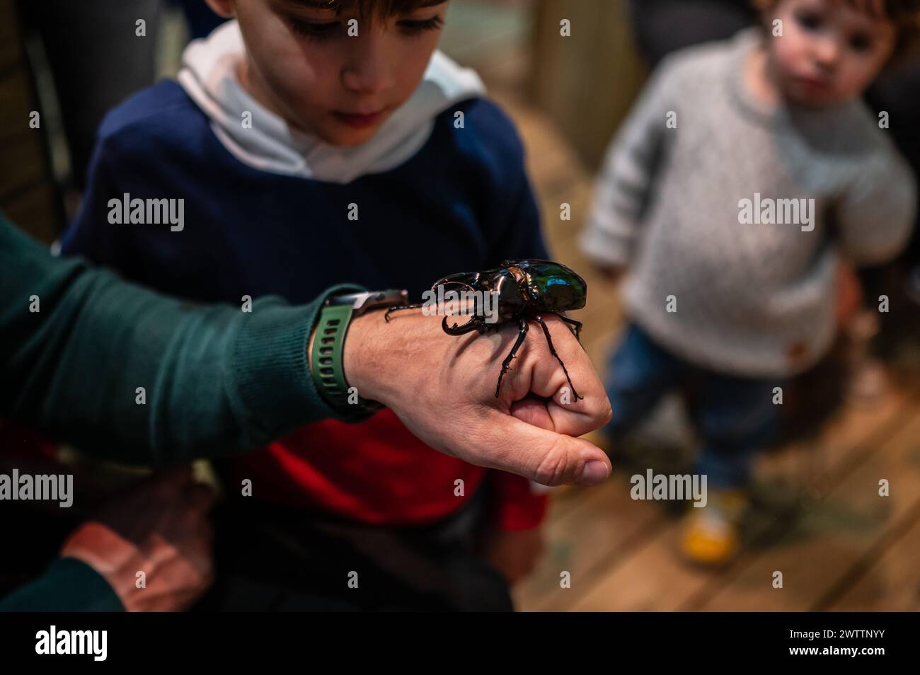 Scarabeo del rinoceronte bruno (Xylotrupes gideon) al Workshop degli artropodi tenuto dall'entomologo e divulgatore ambientale Sergi Romeu Valles at Foto Stock