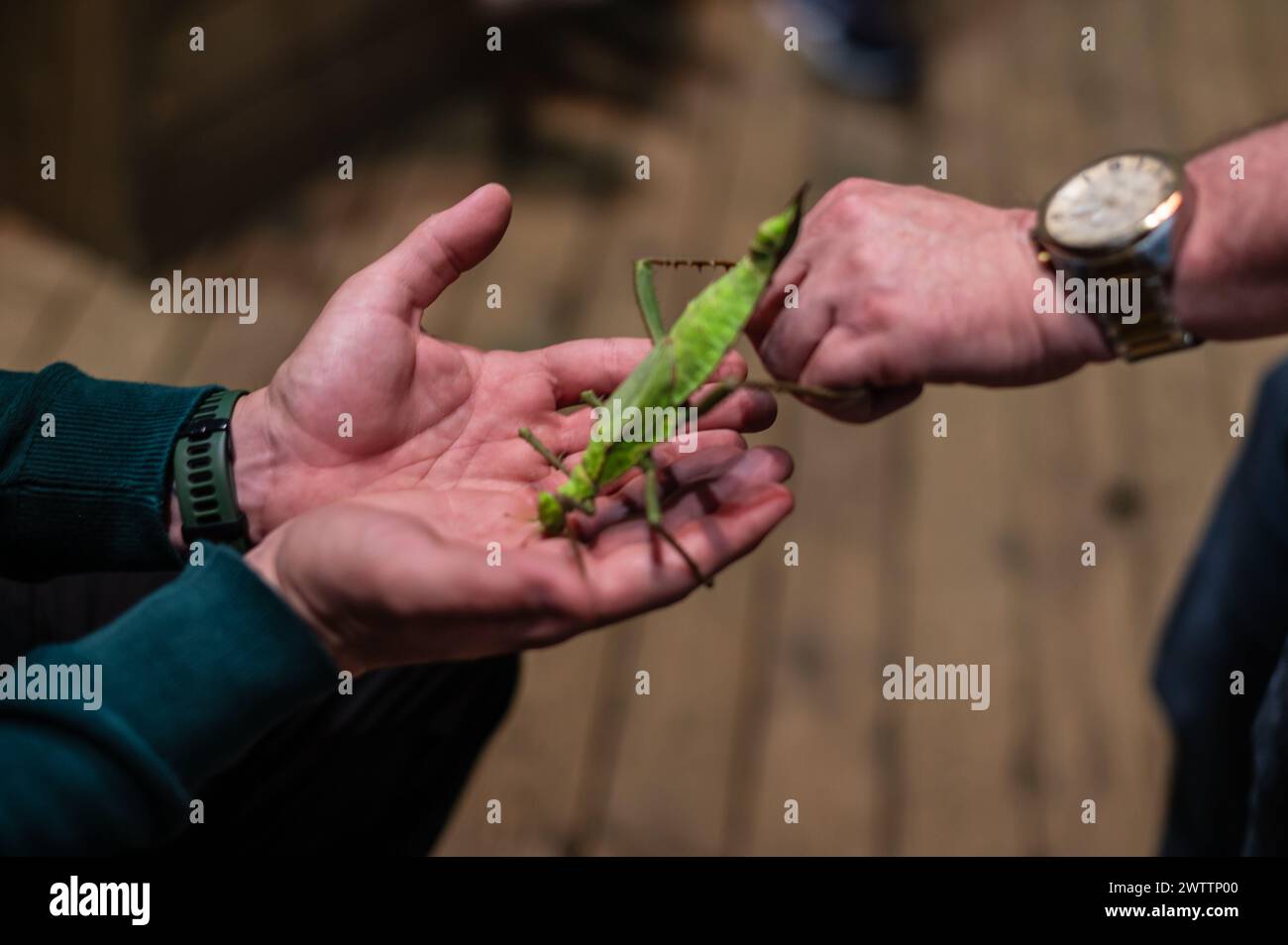 Laboratorio di artropodi tenuto dall'entomologo e divulgatore ambientale Sergi Romeu Valles all'acquario del fiume Saragozza, il più grande d'Europa Foto Stock
