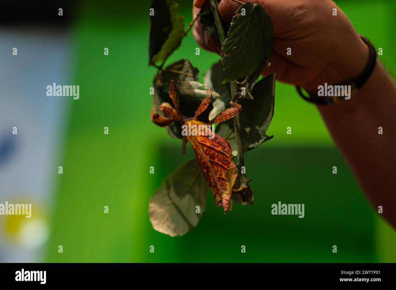 Laboratorio di artropodi tenuto dall'entomologo e divulgatore ambientale Sergi Romeu Valles all'acquario del fiume Saragozza, il più grande d'Europa Foto Stock