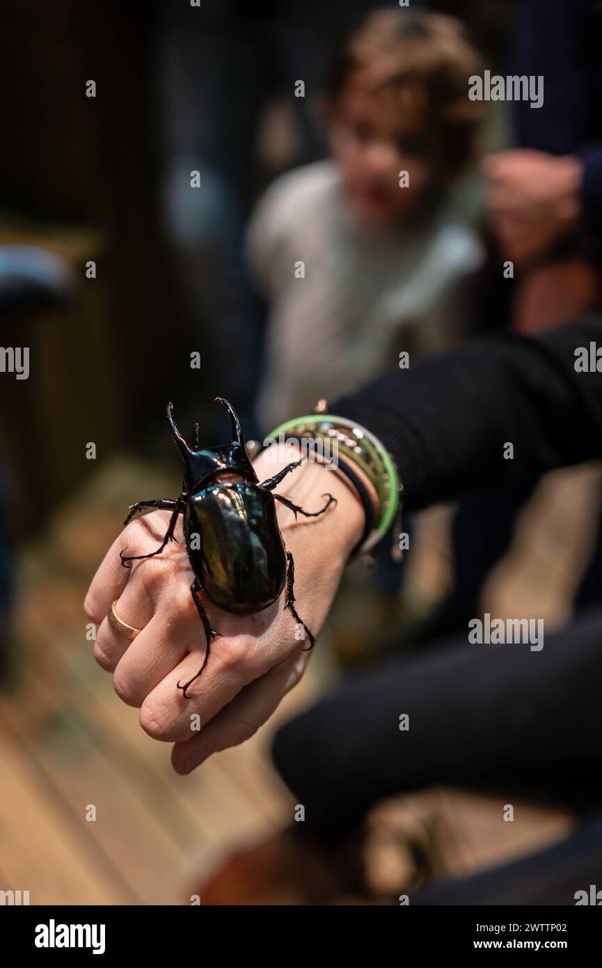 Scarabeo del rinoceronte bruno (Xylotrupes gideon) al Workshop degli artropodi tenuto dall'entomologo e divulgatore ambientale Sergi Romeu Valles at Foto Stock