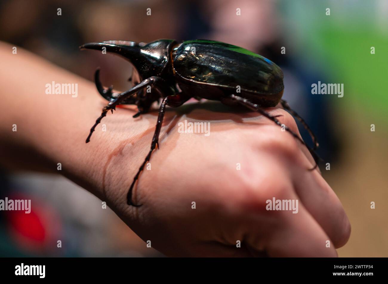 Scarabeo del rinoceronte bruno (Xylotrupes gideon) al Workshop degli artropodi tenuto dall'entomologo e divulgatore ambientale Sergi Romeu Valles at Foto Stock