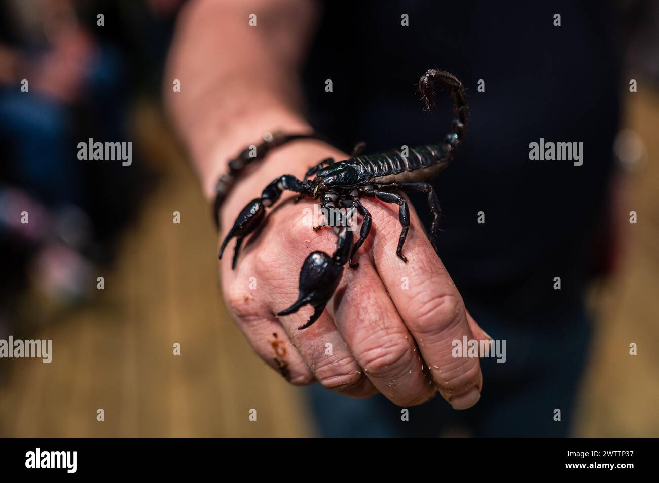 Laboratorio di artropodi tenuto dall'entomologo e divulgatore ambientale Sergi Romeu Valles all'acquario del fiume Saragozza, il più grande d'Europa Foto Stock