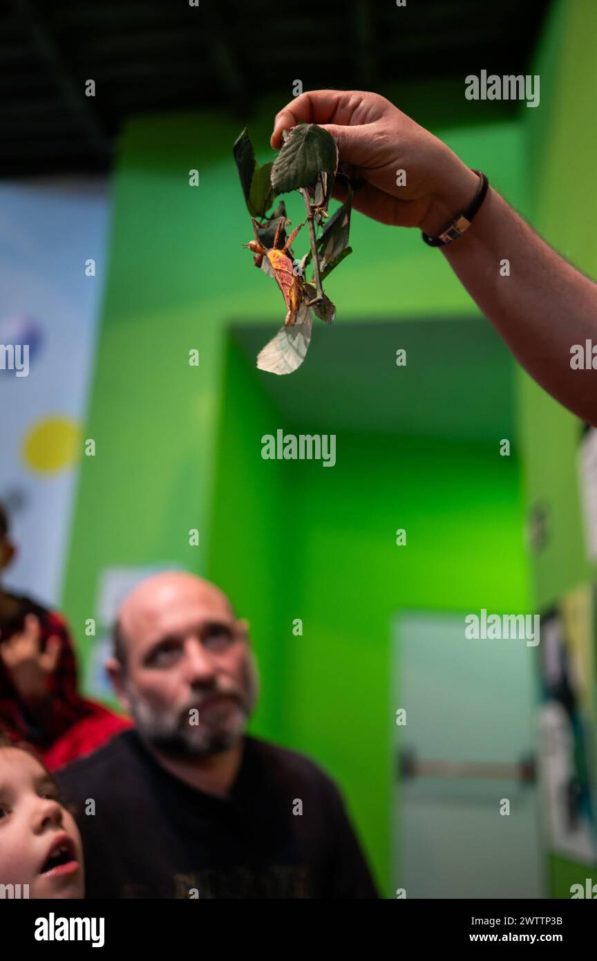Laboratorio di artropodi tenuto dall'entomologo e divulgatore ambientale Sergi Romeu Valles all'acquario del fiume Saragozza, il più grande d'Europa Foto Stock