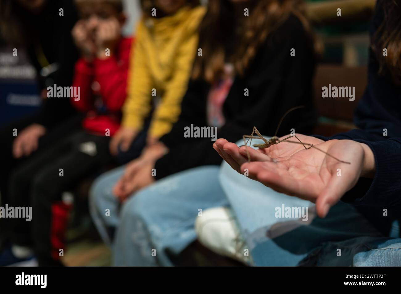 Laboratorio di artropodi tenuto dall'entomologo e divulgatore ambientale Sergi Romeu Valles all'acquario del fiume Saragozza, il più grande d'Europa Foto Stock