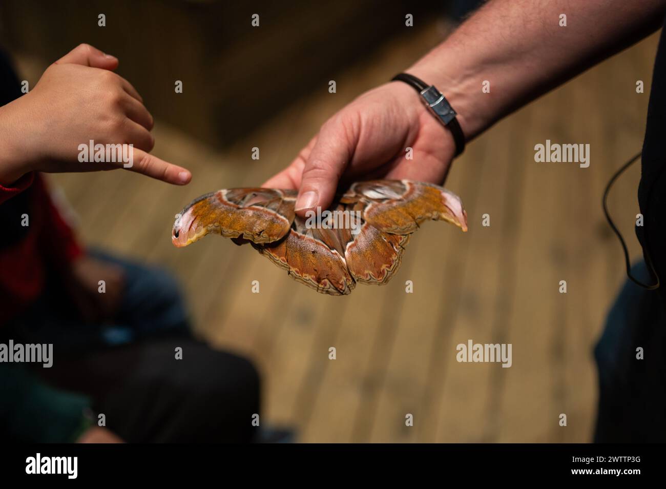 Laboratorio di artropodi tenuto dall'entomologo e divulgatore ambientale Sergi Romeu Valles all'acquario del fiume Saragozza, il più grande d'Europa Foto Stock