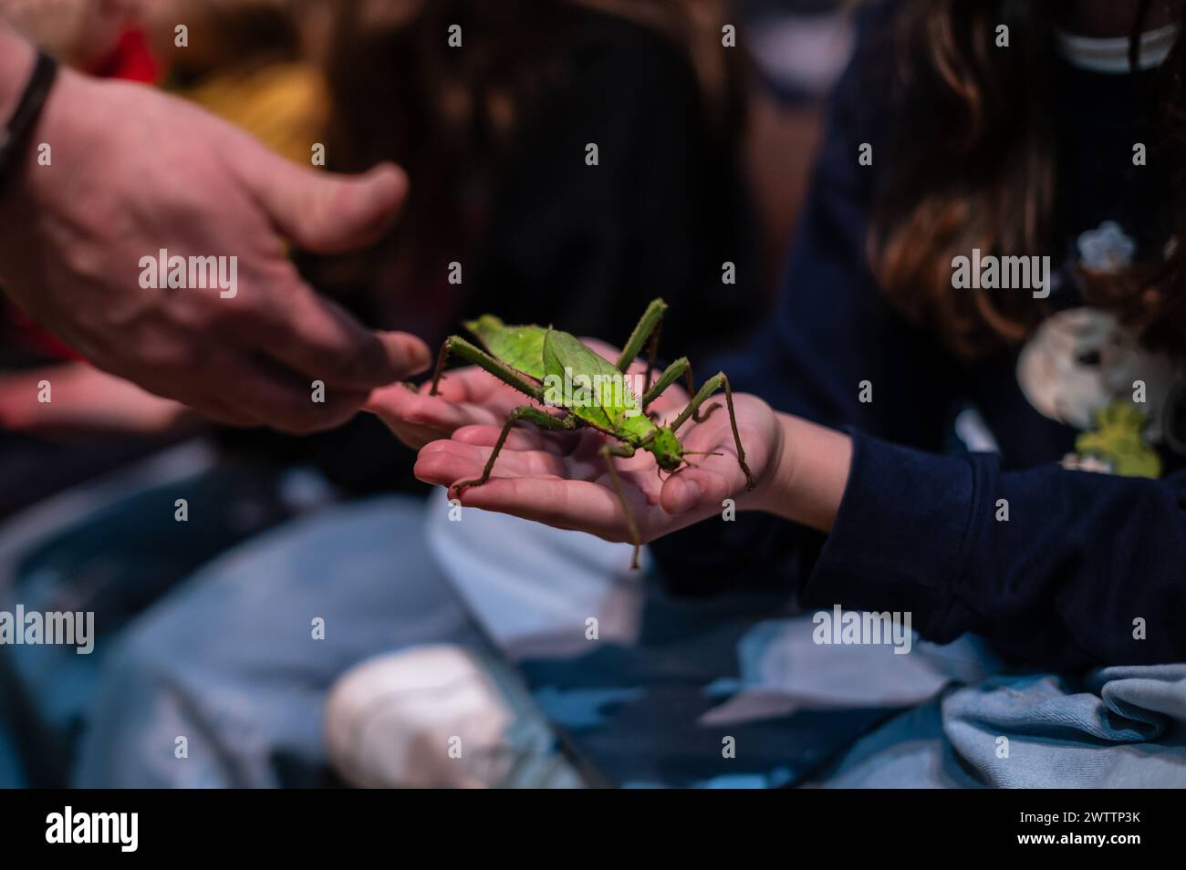 Laboratorio di artropodi tenuto dall'entomologo e divulgatore ambientale Sergi Romeu Valles all'acquario del fiume Saragozza, il più grande d'Europa Foto Stock