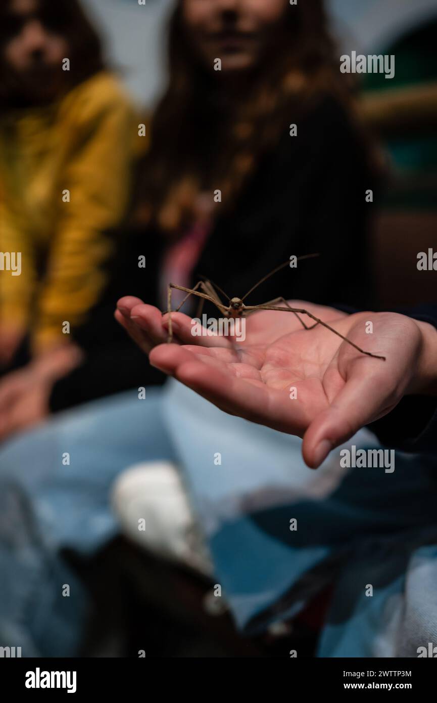Laboratorio di artropodi tenuto dall'entomologo e divulgatore ambientale Sergi Romeu Valles all'acquario del fiume Saragozza, il più grande d'Europa Foto Stock