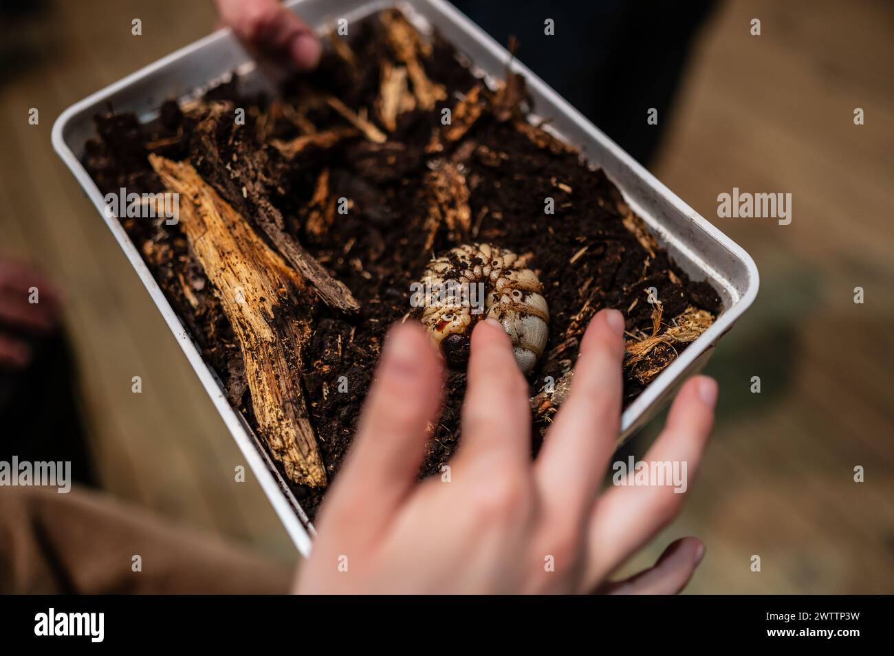 Laboratorio di artropodi tenuto dall'entomologo e divulgatore ambientale Sergi Romeu Valles all'acquario del fiume Saragozza, il più grande d'Europa Foto Stock