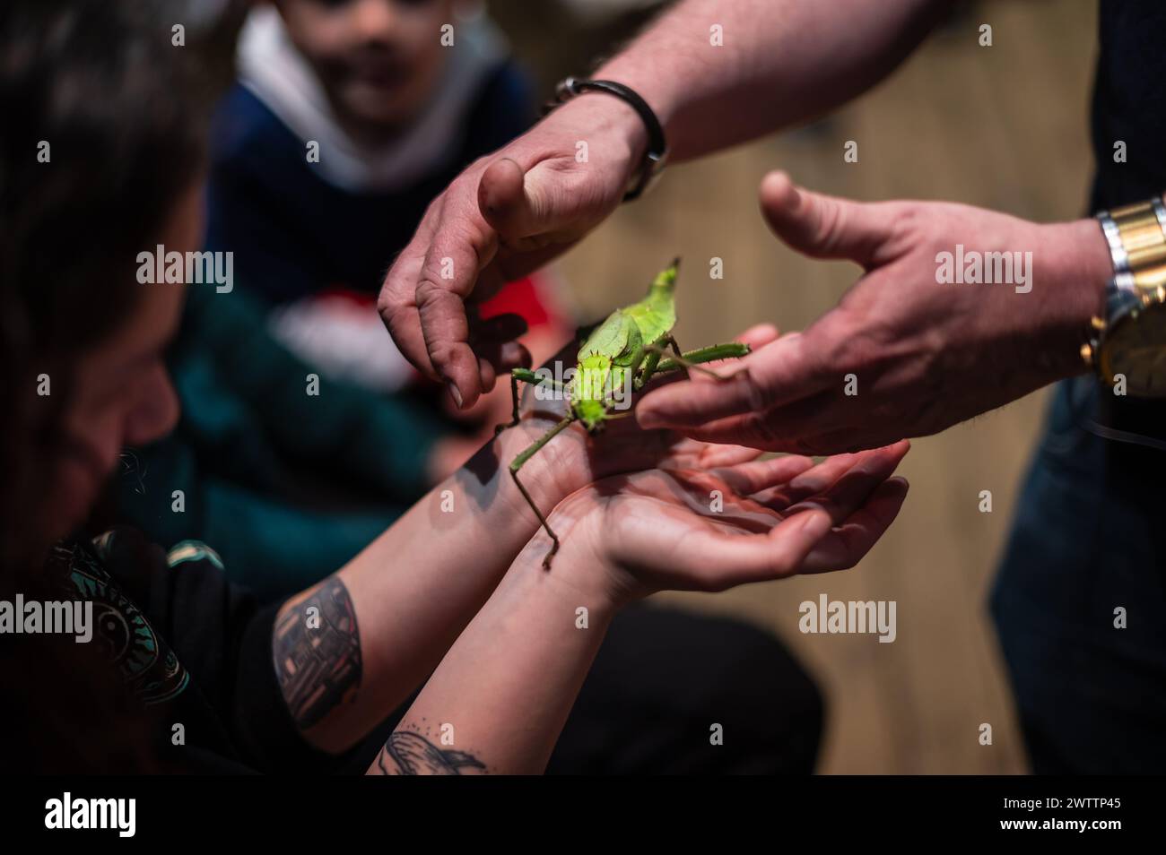Laboratorio di artropodi tenuto dall'entomologo e divulgatore ambientale Sergi Romeu Valles all'acquario del fiume Saragozza, il più grande d'Europa Foto Stock