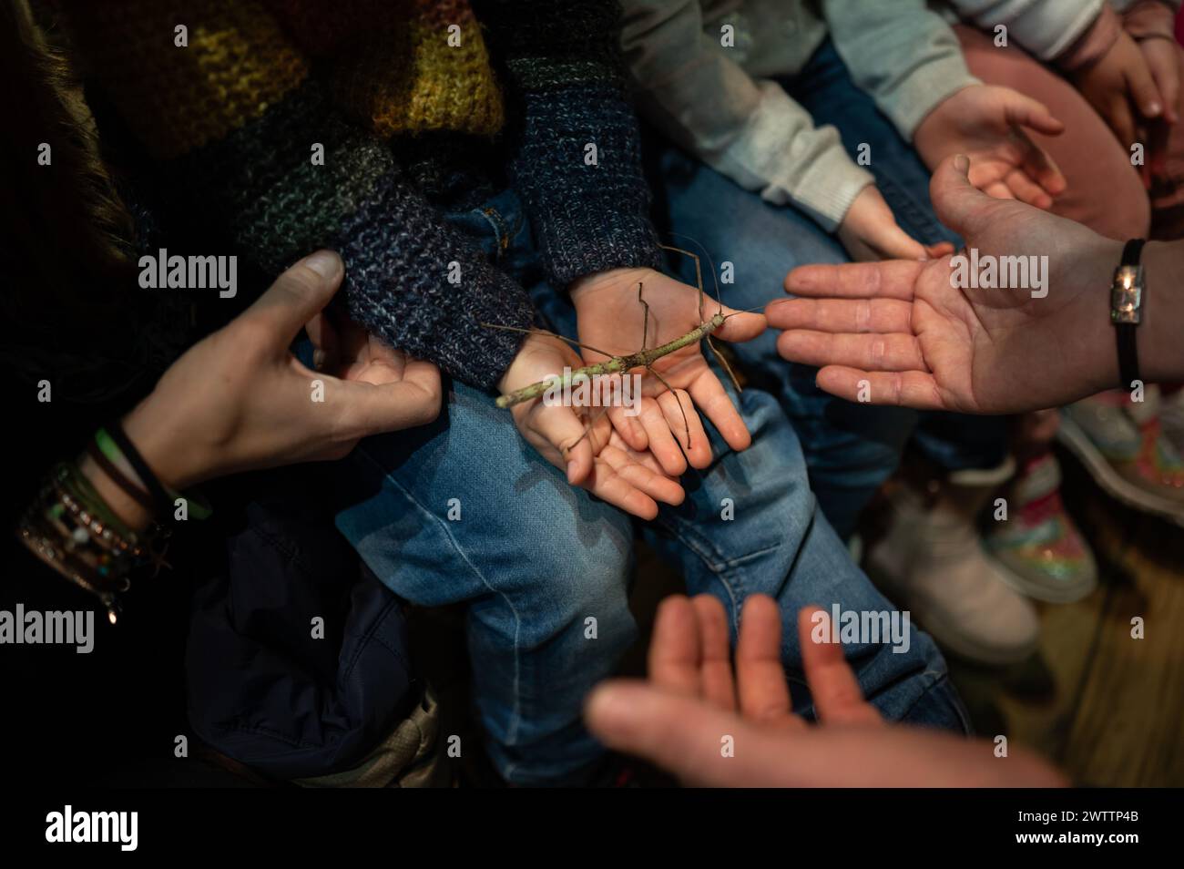 Laboratorio di artropodi tenuto dall'entomologo e divulgatore ambientale Sergi Romeu Valles all'acquario del fiume Saragozza, il più grande d'Europa Foto Stock