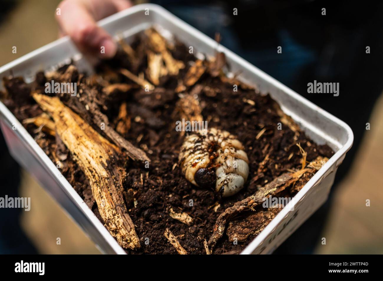 Laboratorio di artropodi tenuto dall'entomologo e divulgatore ambientale Sergi Romeu Valles all'acquario del fiume Saragozza, il più grande d'Europa Foto Stock