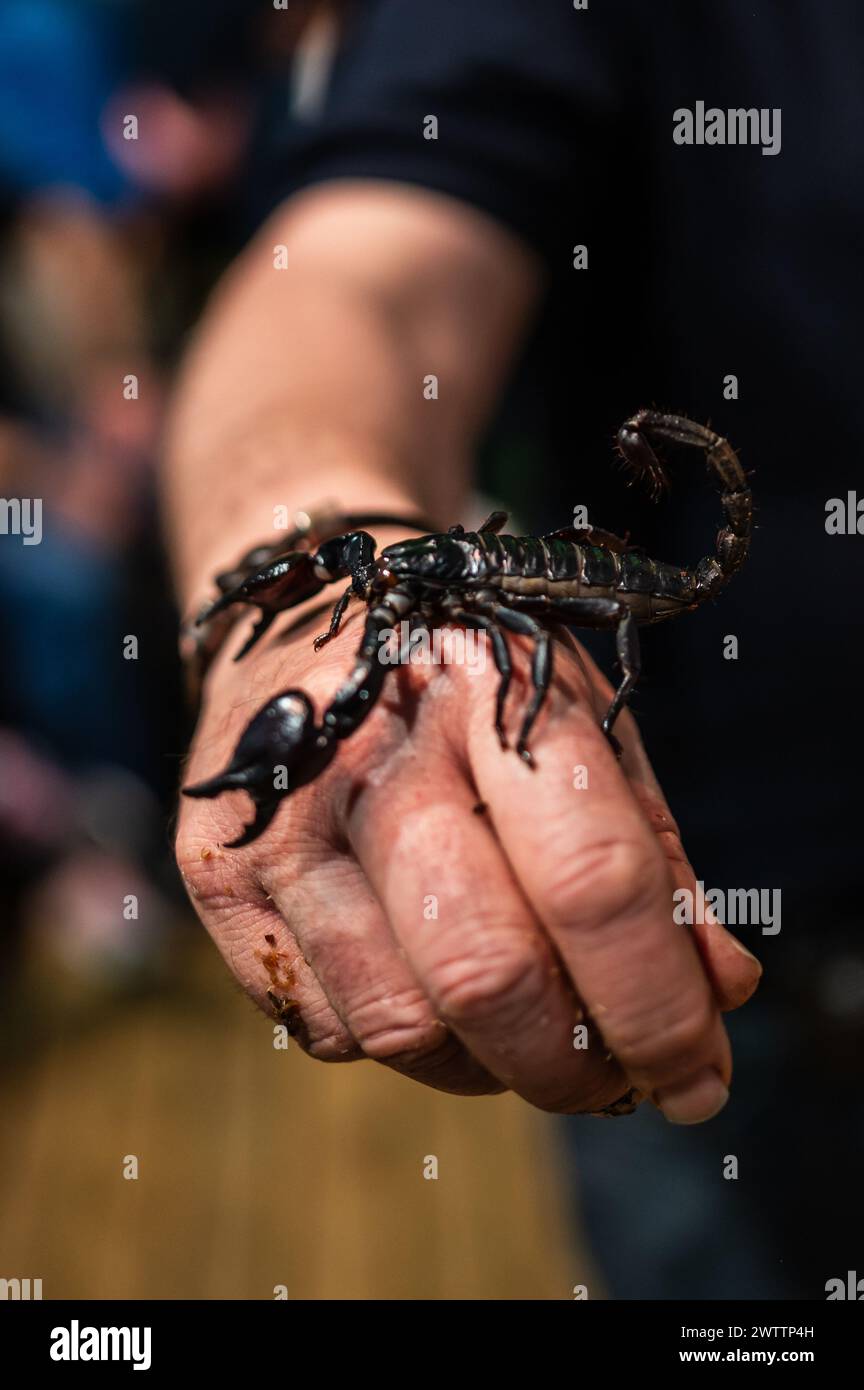Laboratorio di artropodi tenuto dall'entomologo e divulgatore ambientale Sergi Romeu Valles all'acquario del fiume Saragozza, il più grande d'Europa Foto Stock