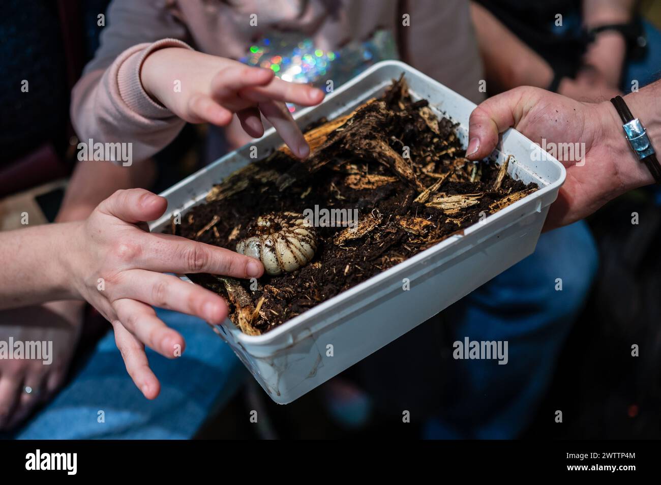 Laboratorio di artropodi tenuto dall'entomologo e divulgatore ambientale Sergi Romeu Valles all'acquario del fiume Saragozza, il più grande d'Europa Foto Stock