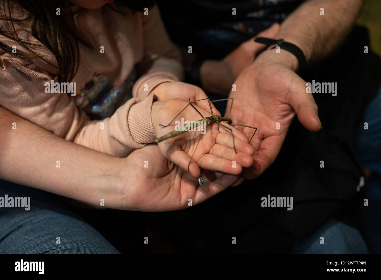 Laboratorio di artropodi tenuto dall'entomologo e divulgatore ambientale Sergi Romeu Valles all'acquario del fiume Saragozza, il più grande d'Europa Foto Stock