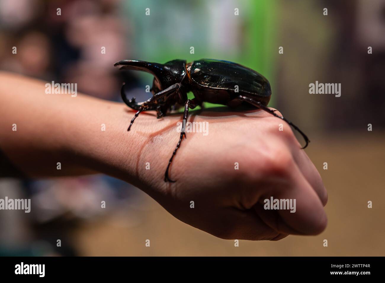 Scarabeo del rinoceronte bruno (Xylotrupes gideon) al Workshop degli artropodi tenuto dall'entomologo e divulgatore ambientale Sergi Romeu Valles at Foto Stock