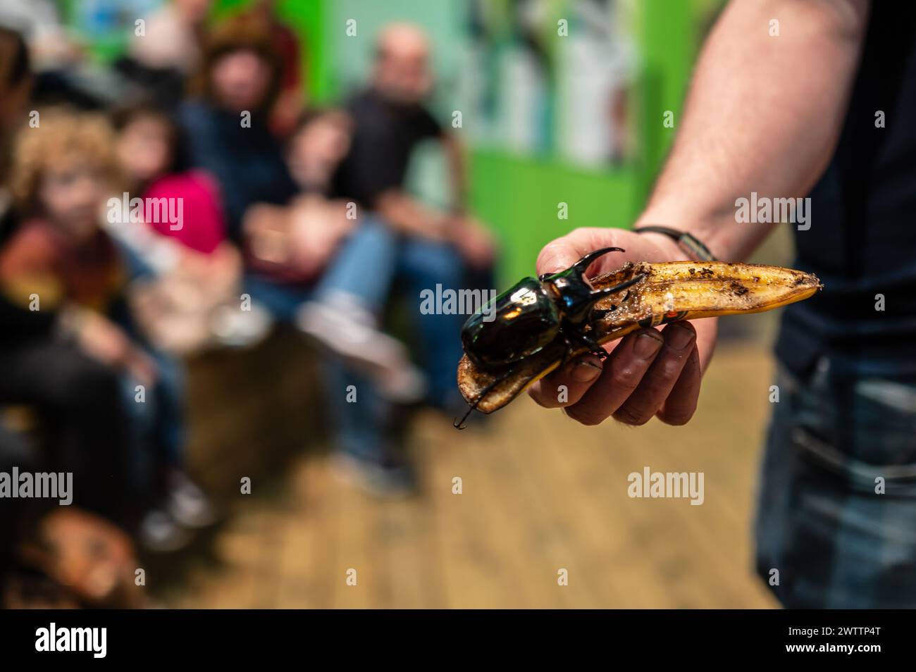 Scarabeo del rinoceronte bruno (Xylotrupes gideon) al Workshop degli artropodi tenuto dall'entomologo e divulgatore ambientale Sergi Romeu Valles at Foto Stock