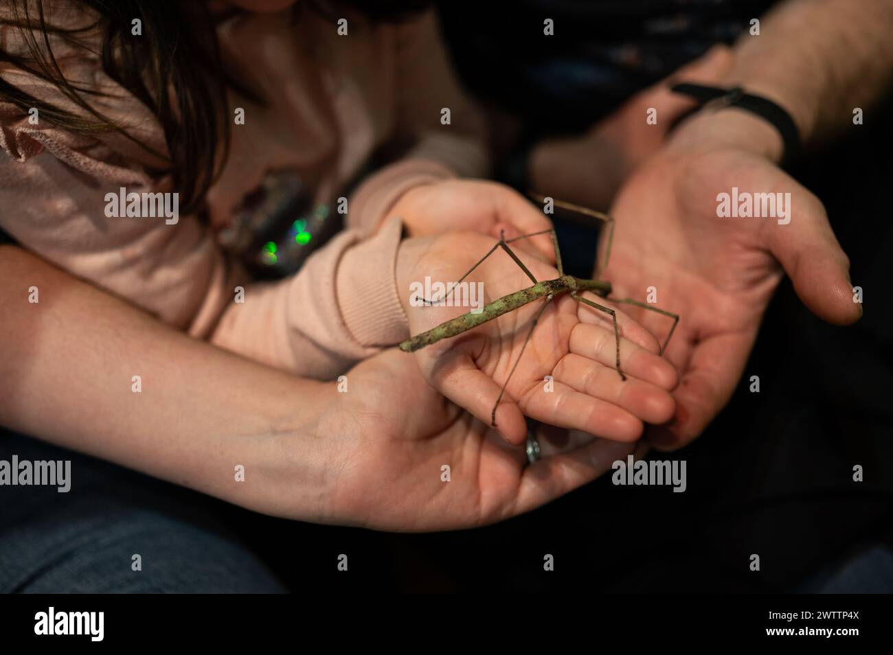 Laboratorio di artropodi tenuto dall'entomologo e divulgatore ambientale Sergi Romeu Valles all'acquario del fiume Saragozza, il più grande d'Europa Foto Stock