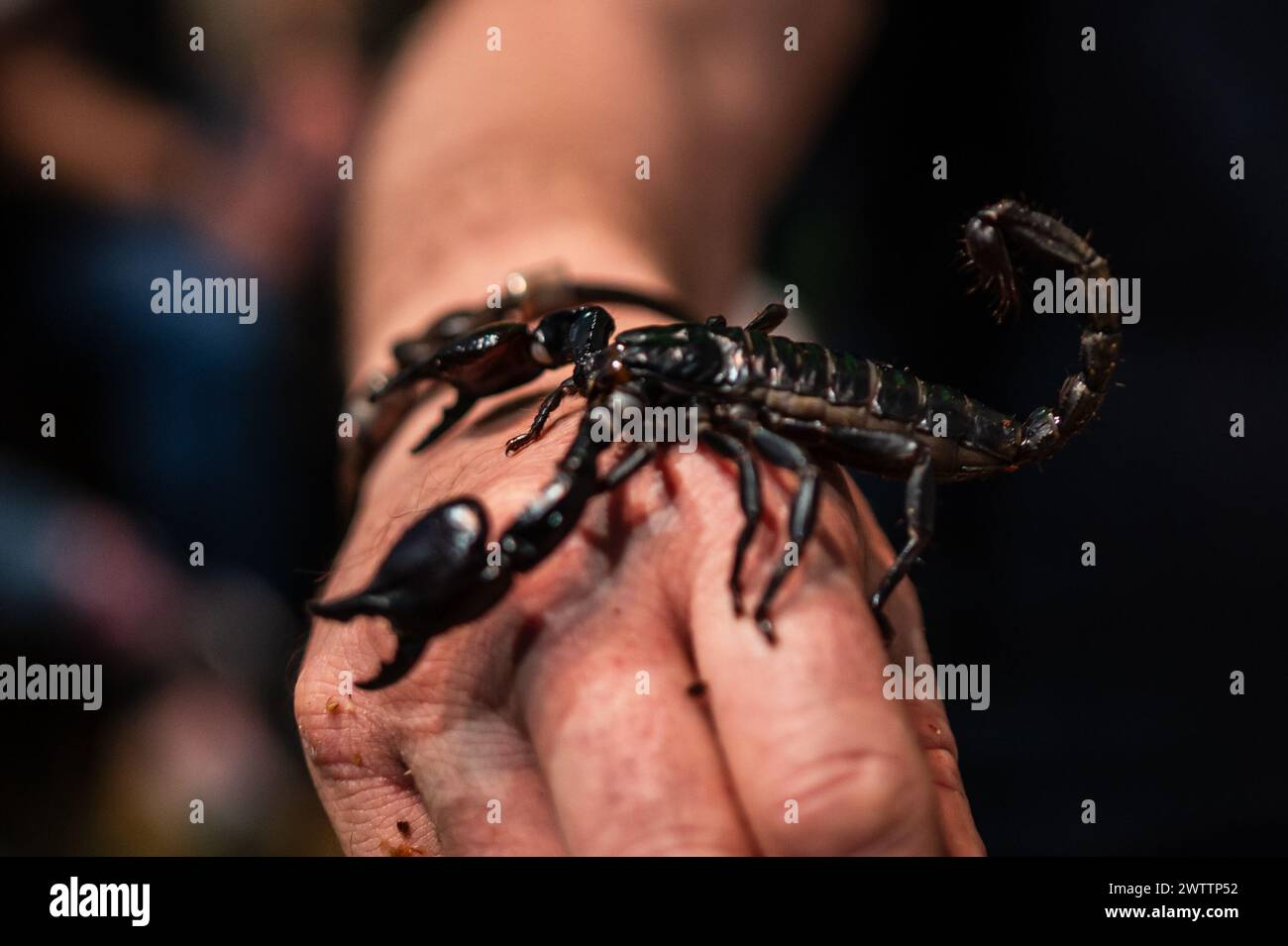 Laboratorio di artropodi tenuto dall'entomologo e divulgatore ambientale Sergi Romeu Valles all'acquario del fiume Saragozza, il più grande d'Europa Foto Stock