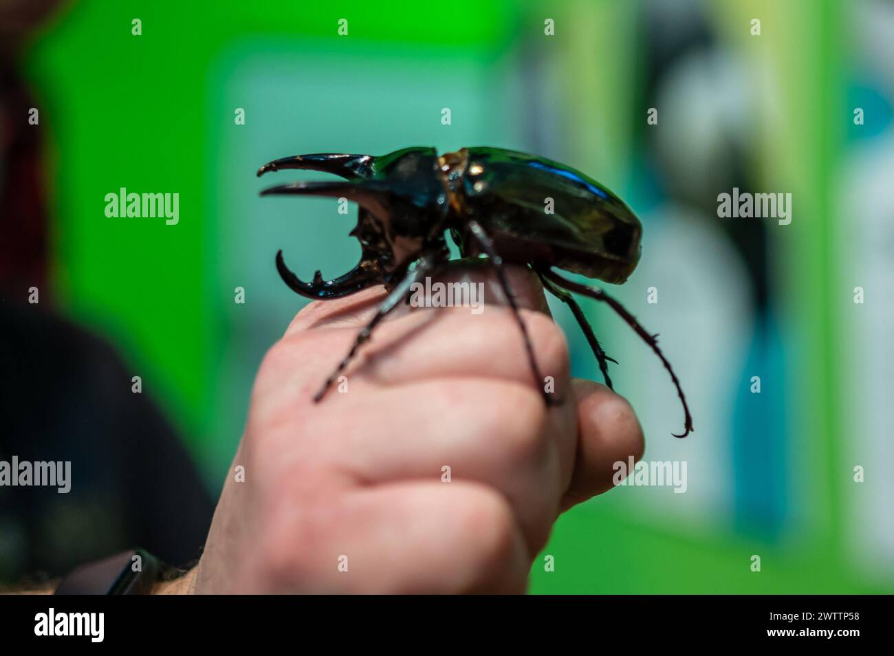 Scarabeo del rinoceronte bruno (Xylotrupes gideon) al Workshop degli artropodi tenuto dall'entomologo e divulgatore ambientale Sergi Romeu Valles at Foto Stock