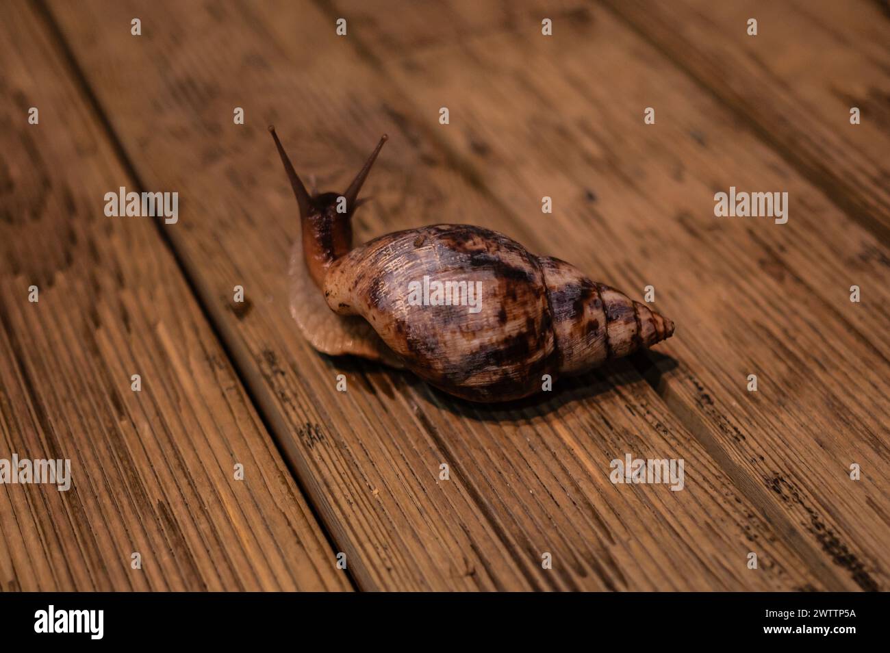 Laboratorio di artropodi tenuto dall'entomologo e divulgatore ambientale Sergi Romeu Valles all'acquario del fiume Saragozza, il più grande d'Europa Foto Stock