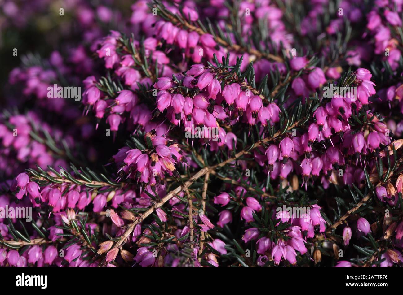 Inverno erica carnea, in fiore Foto Stock