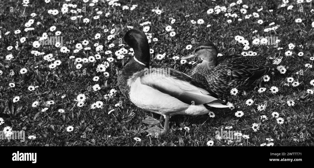 Un paio di anatre domestiche su un prato ricoperto di fiori a margherita. Primavera in Ile-de-France, Francia. Inizio periodo di annidamento. Foto storica in bianco e nero. Foto Stock