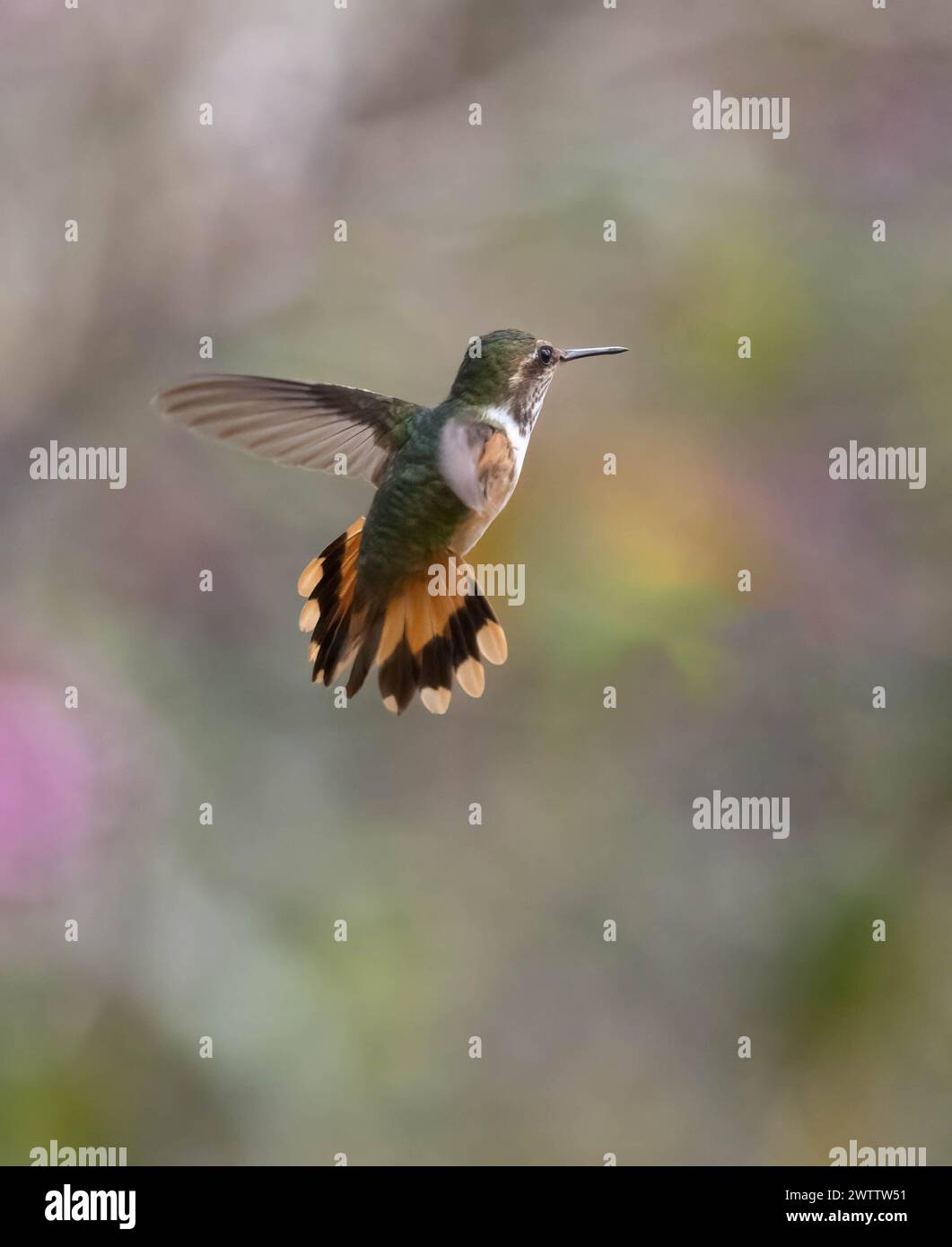 Scintillant Hummingbird che si libra in un giardino colorato Foto Stock
