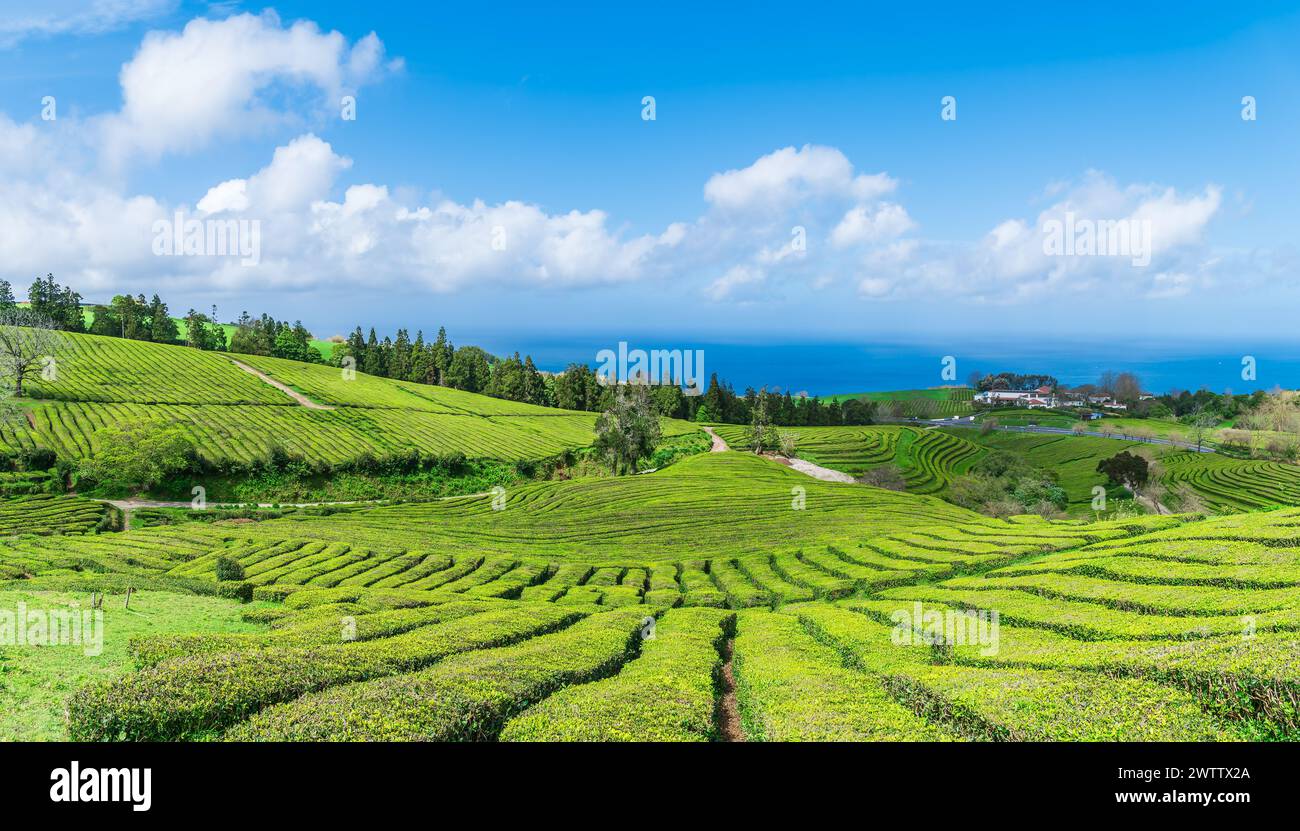 Paesaggio con piantagione di tè sull'isola di Sao Miguel nell'arcipelago portoghese delle Azzorre, Portogallo Foto Stock
