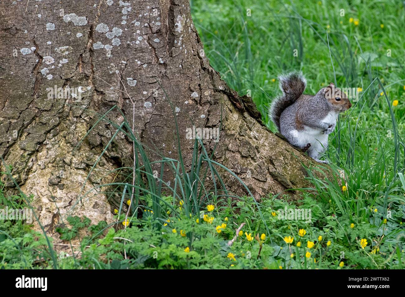 Eton, Windsor, Regno Unito. 19 marzo 2024. Uno scoiattolo grosso poggia su un albero a Eton, Windsor, Berkshire in una giornata mite. Crediti: Maureen McLean/Alamy Live News Foto Stock