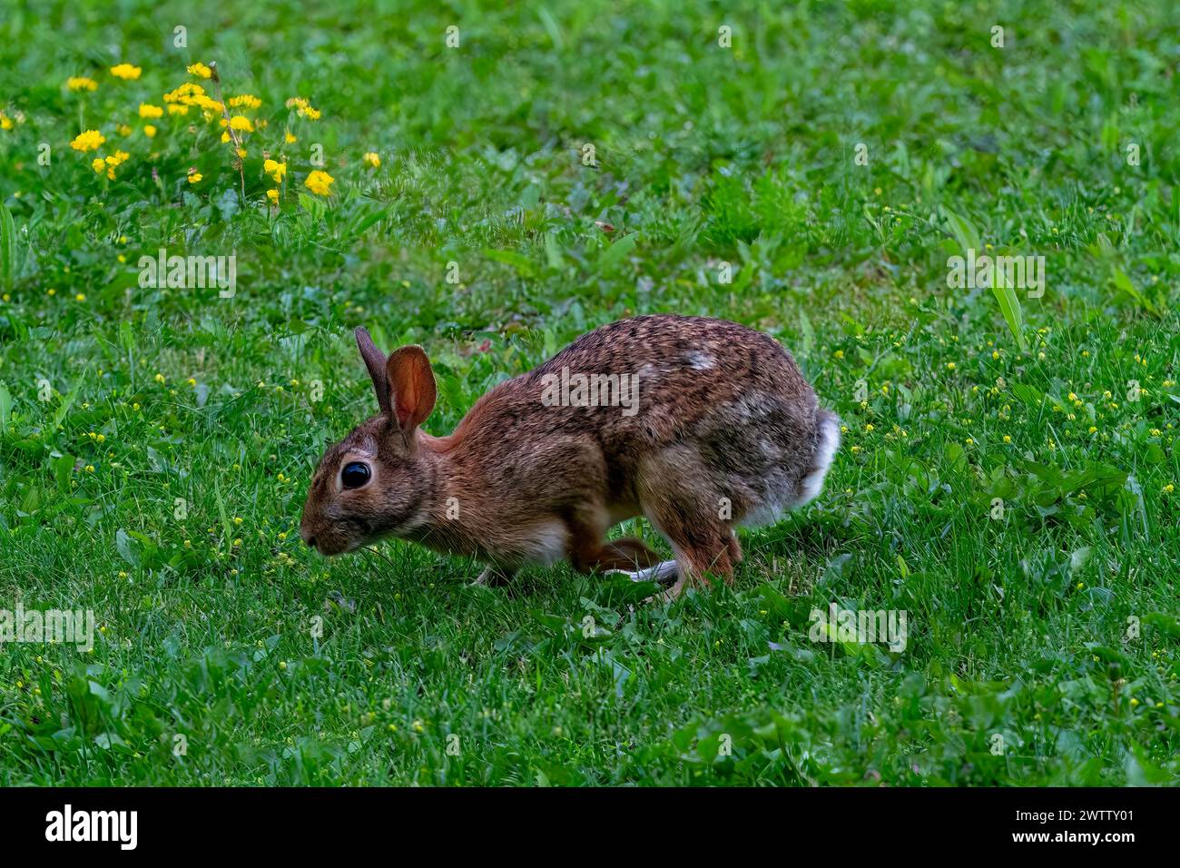 Un coniglio selvatico che pascolava su erba e piccoli fiori. Foto Stock