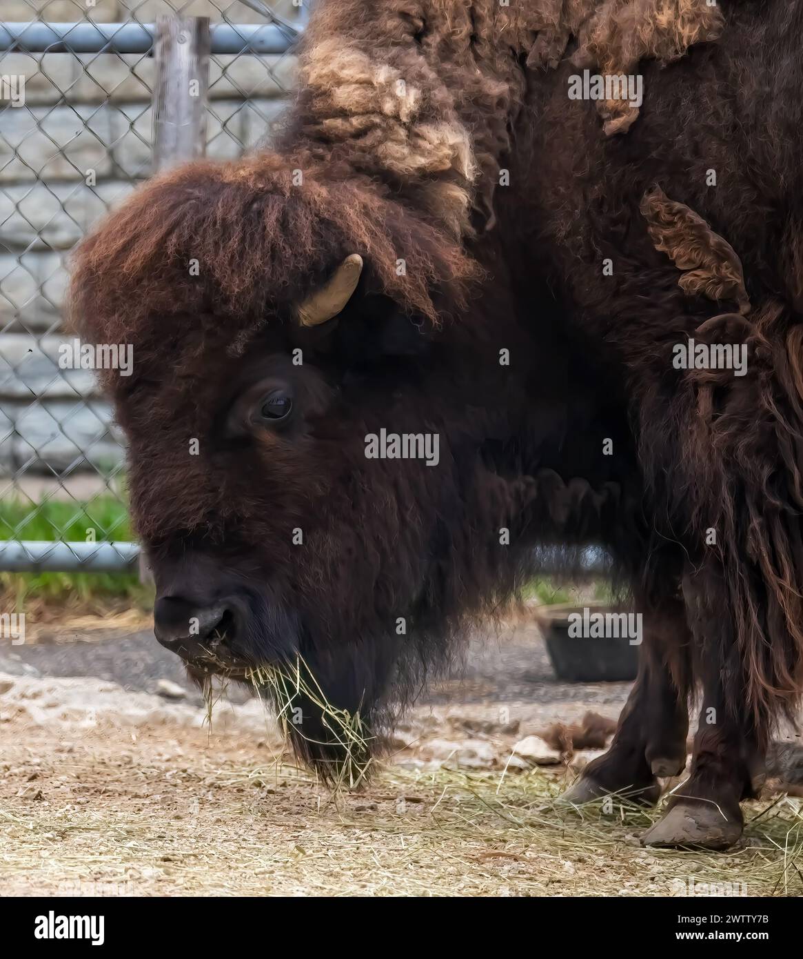 Primo piano di un bisonte nativo americano o di un bufalo che mangia nella sua penna in una giornata estiva al Como Park Zoo and Conservatory di St Paul, Minnesota USA. Foto Stock Primo piano di un bisonte nativo americano o di un bufalo che mangia nella sua penna in una giornata estiva al Como Park Zoo and Conservatory di St Paul, Minnesota USA. Foto Stock