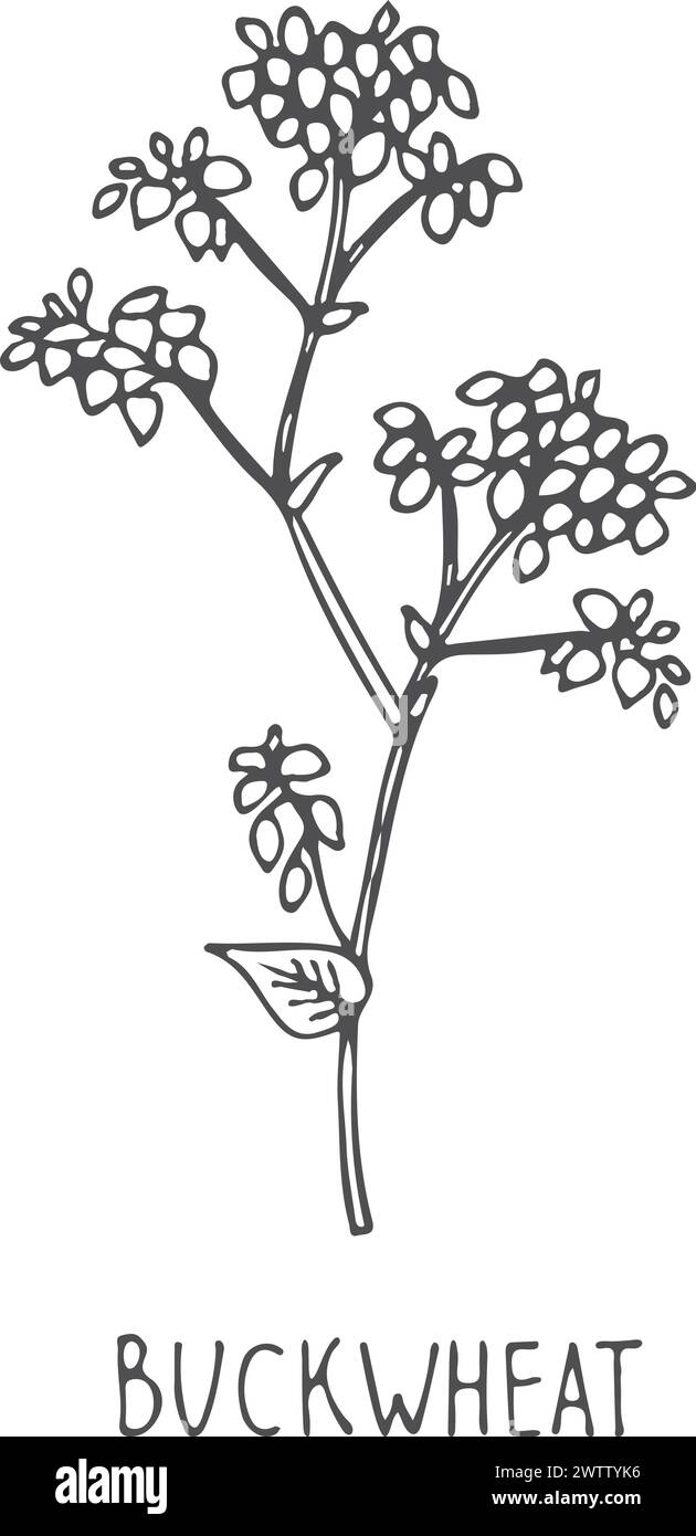 Schizzo della pianta del grano saraceno. Prodotto agricolo. Grano agricolo Illustrazione Vettoriale