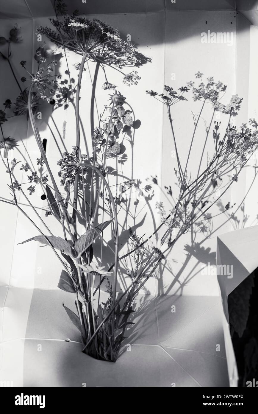 Immagine monocromatica di fiori e ombre Foto Stock