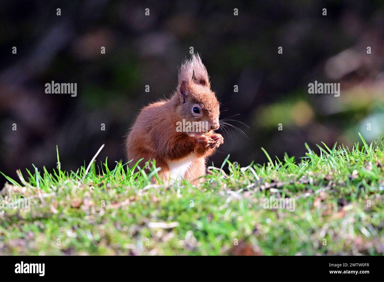 Scoiattolo rosso Sciurus vulgaris Foto Stock